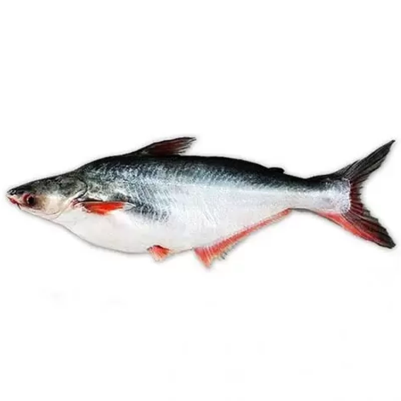 Pangas Fish WHOLE 2-UP