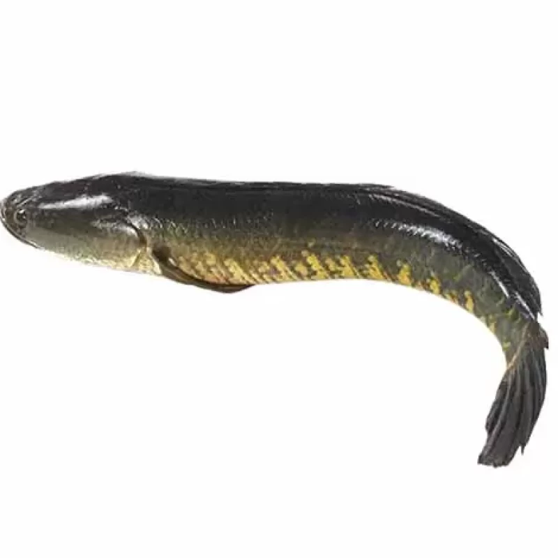 Shoil Fish WHOLE 1-UP