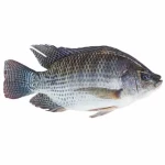 Talapia FIsh Whole 1-UP